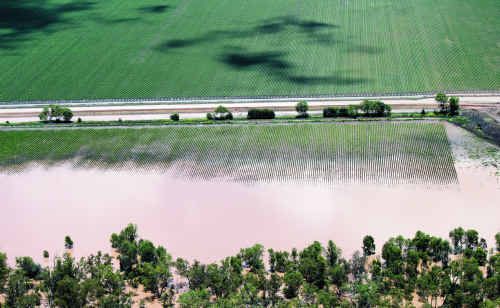 Cotton Australia said losses in the Central Highlands and Dawson Valley are estimated to be 45% of the pre-flood predictions. Cotton Australia said losses in the Central Highlands and Dawson Valley are estimated to be 45% of the pre-flood predictions.